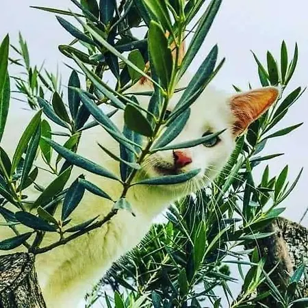 Furnaka Eco Village Πανσιόν *