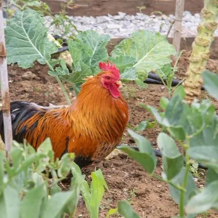 Furnaka Eco Village Konukevi Lourinhã